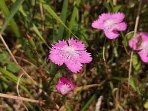 Sequier's pink(Dianthus seguieri)