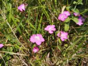 Sequier's pink(Dianthus seguieri)