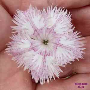 Fringed pink(Dianthus superbus)