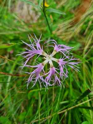 Fringed pink(Dianthus superbus)