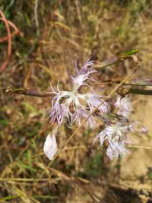 Fringed pink(Dianthus superbus)