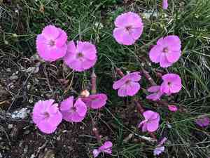 Wood pink(Dianthus sylvestris)