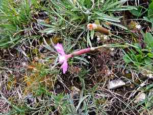 Wood pink(Dianthus sylvestris)