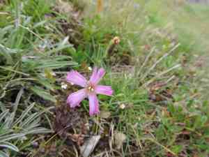 Wood pink(Dianthus sylvestris)