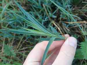 Dianthus (Dianthus)(Dianthus)