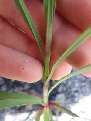 Dianthus (Dianthus)(Dianthus)