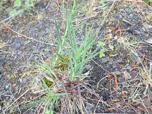 Dianthus (Dianthus)(Dianthus)