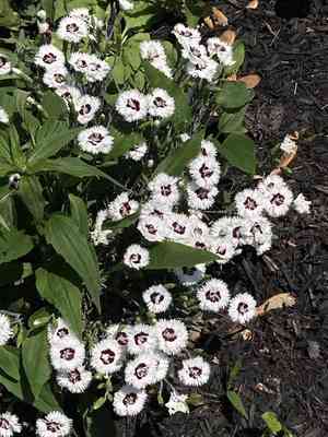 Dianthus (Dianthus)(Dianthus)