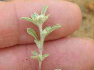 Silver rabbit tobacco(Diaperia candida)
