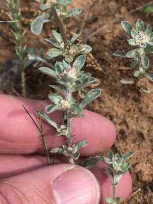 Silver rabbit tobacco(Diaperia candida)