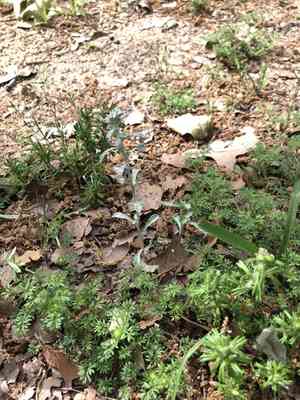 Silver rabbit tobacco(Diaperia candida)