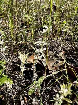 Silver rabbit tobacco(Diaperia candida)