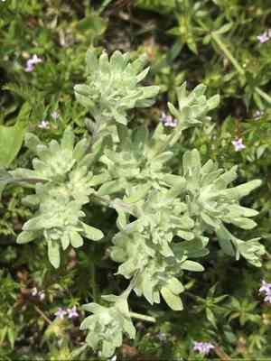 Big-head rabbit-tobacco(Diaperia prolifera)