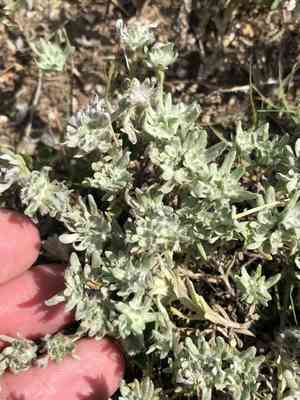 Big-head rabbit-tobacco(Diaperia prolifera)