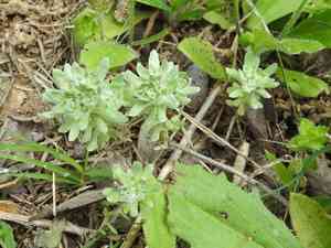 Big-head rabbit-tobacco(Diaperia prolifera)