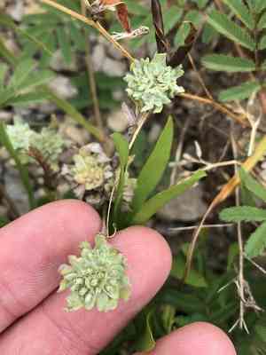 Big-head rabbit-tobacco(Diaperia prolifera)