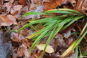 American beakgrain(Diarrhena americana)