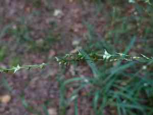 American beakgrain(Diarrhena americana)