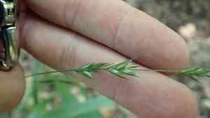 American beakgrain(Diarrhena americana)