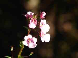 Bride's saddle(Diascia rigescens)