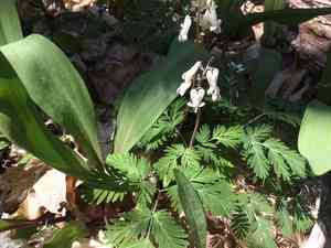Squirrel Corn(Dicentra canadensis)