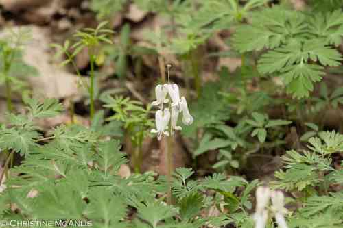 Squirrel Corn(Dicentra canadensis)