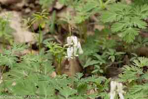 Squirrel Corn(Dicentra canadensis)