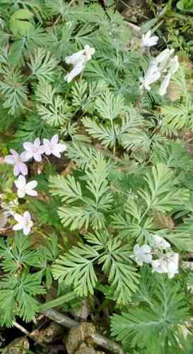 Squirrel Corn(Dicentra canadensis)