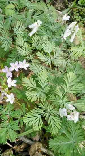 Squirrel Corn(Dicentra canadensis)