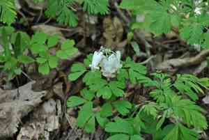 Squirrel Corn(Dicentra canadensis)