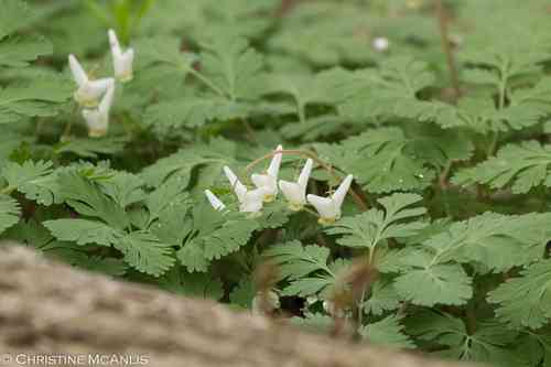 Dutchman's breeches(Dicentra cucullaria)
