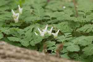 Dutchman's breeches(Dicentra cucullaria)