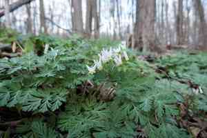 Dutchman's breeches(Dicentra cucullaria)