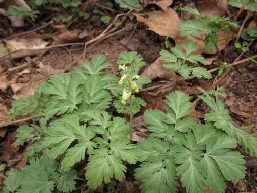 Dutchman's breeches(Dicentra cucullaria)