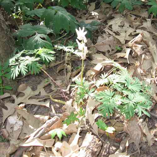 Dutchman's breeches(Dicentra cucullaria)