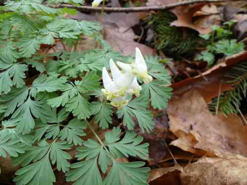 Dutchman's breeches(Dicentra cucullaria)