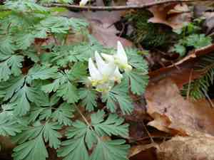 Dutchman's breeches(Dicentra cucullaria)