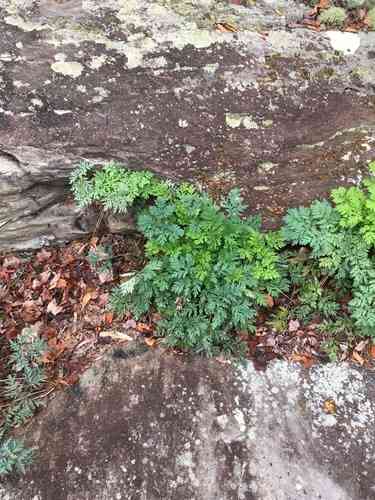 Bleeding Heart(Dicentra eximia)