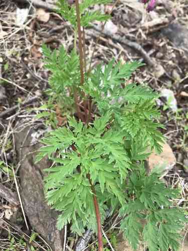 Bleeding Heart(Dicentra eximia)