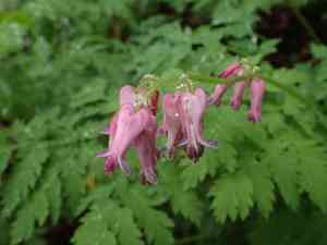 Bleeding Heart(Dicentra eximia)