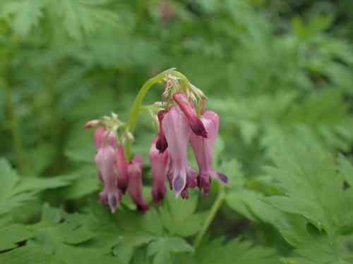 Bleeding Heart(Dicentra eximia)