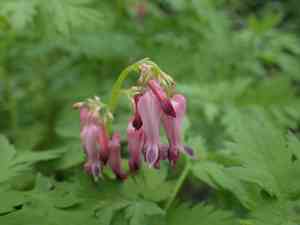 Bleeding Heart(Dicentra eximia)