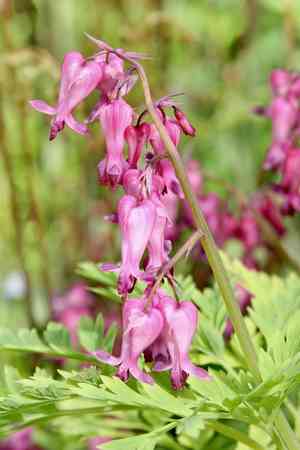 Bleeding Heart(Dicentra eximia)