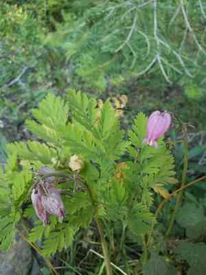 Pacific bleeding heart(Dicentra formosa)