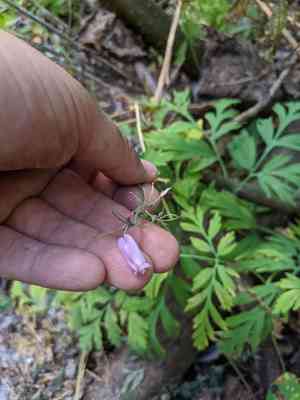 Pacific bleeding heart(Dicentra formosa)
