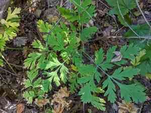 Pacific bleeding heart(Dicentra formosa)