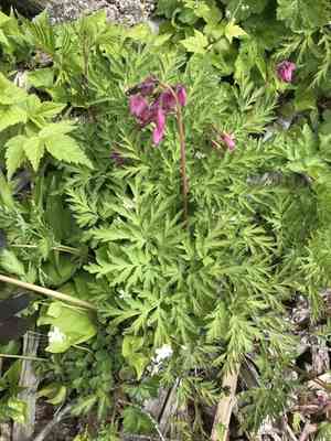 Pacific bleeding heart(Dicentra formosa)