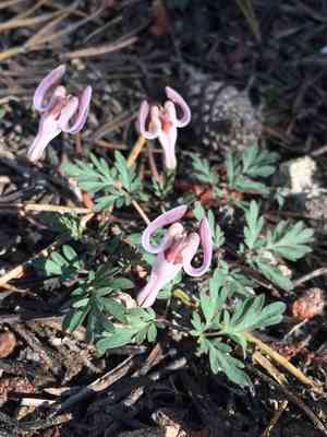 Longhorn steer's-head(Dicentra uniflora)