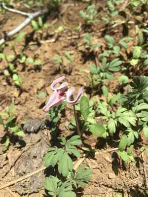Longhorn steer's-head(Dicentra uniflora)