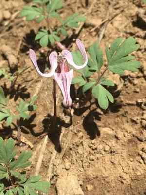 Longhorn steer's-head(Dicentra uniflora)
